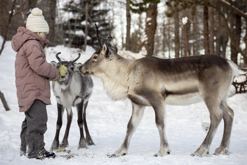 Reindeer Sanctuary