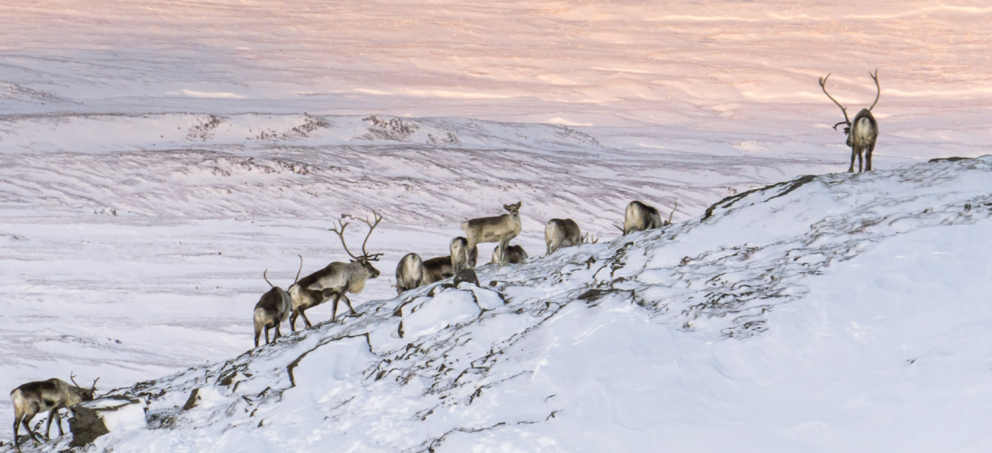 Winter Jeep Tours in East Iceland