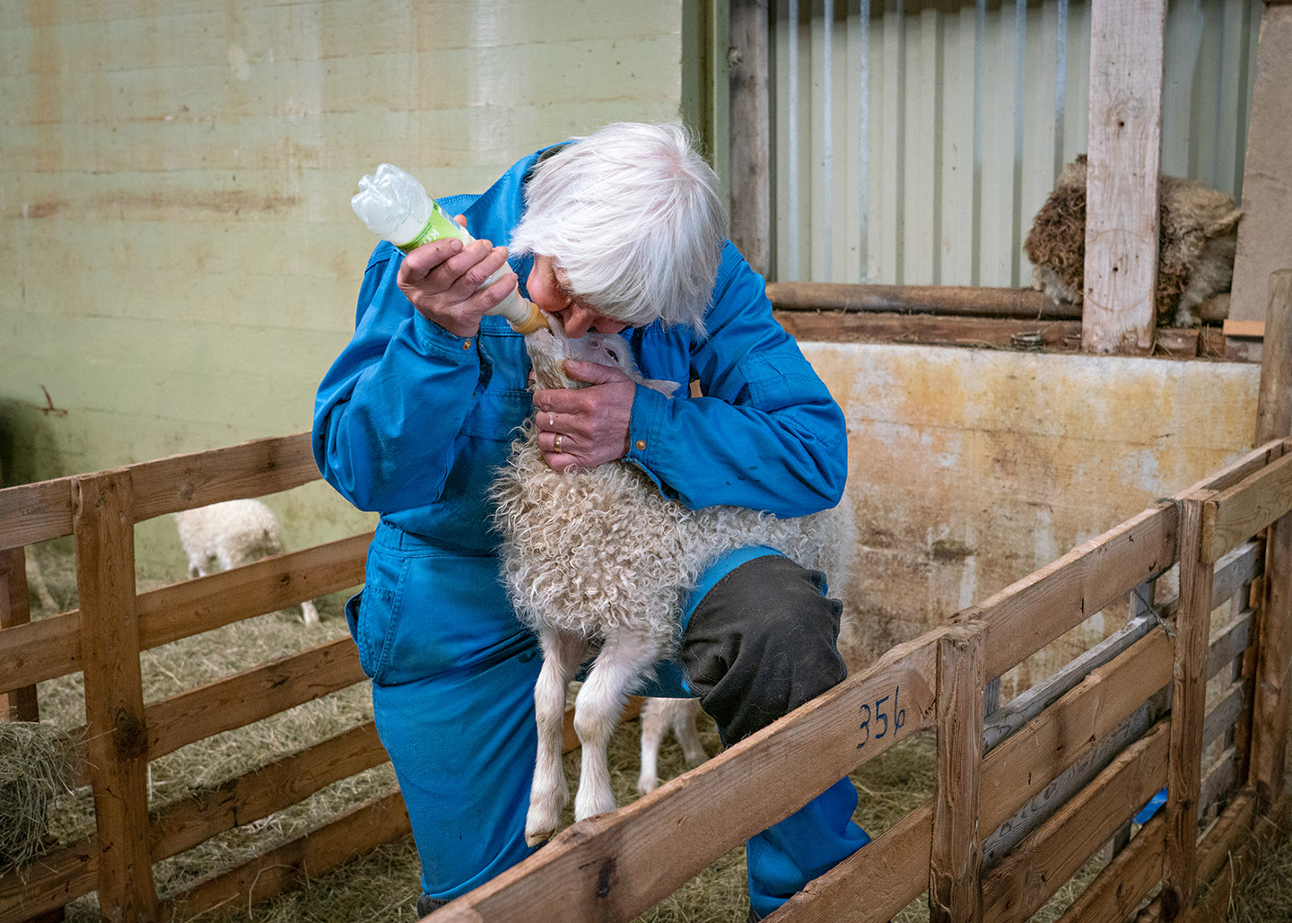A farmer holding a new born lamb and feeding it milk from a bottle.