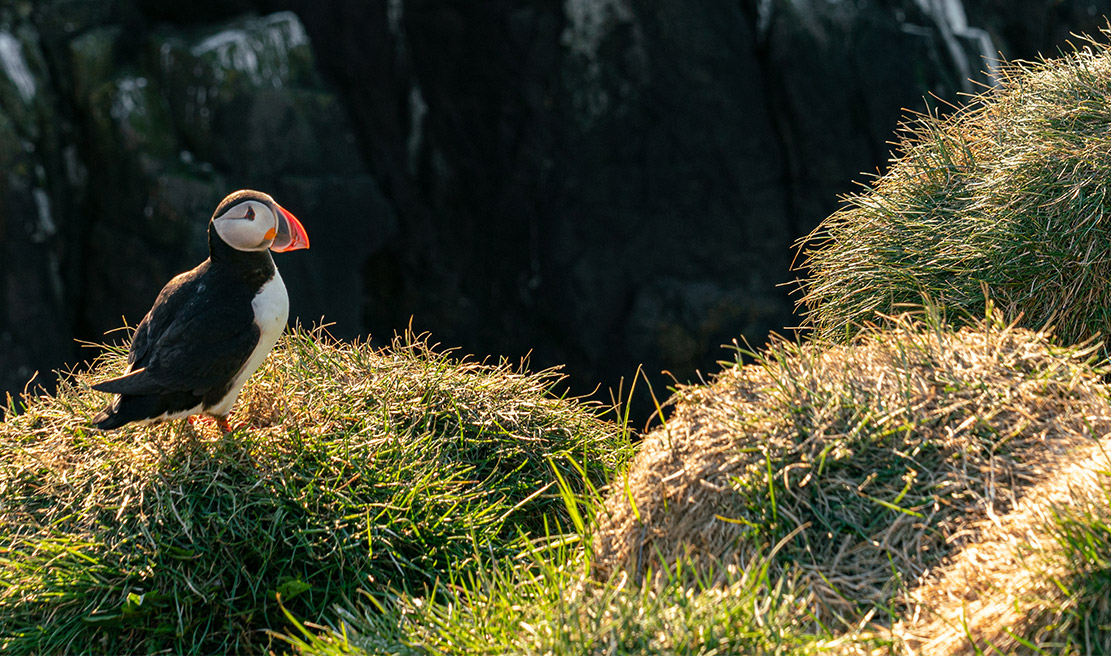 Puffin at Hafnarhólmi. Photo: Jessica Auer