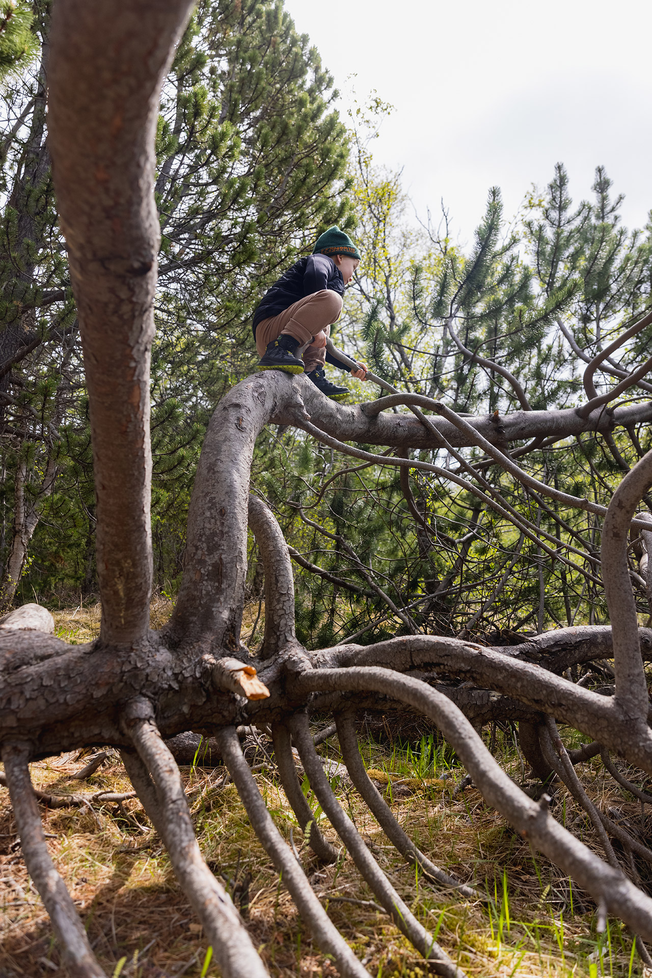 A boy climbing a Trea in Hallormsstaðaskógur.