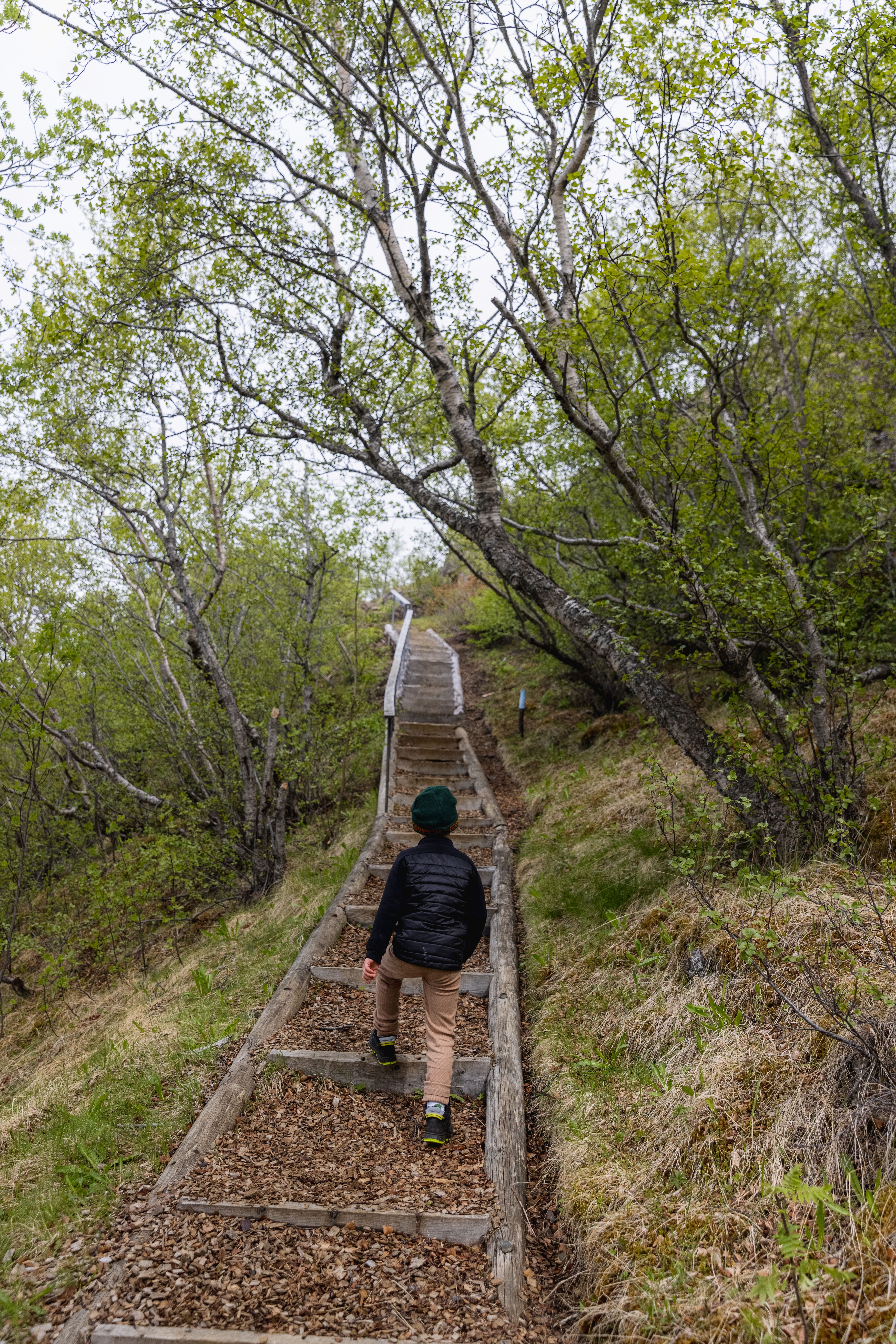 Hallormsstadur forest