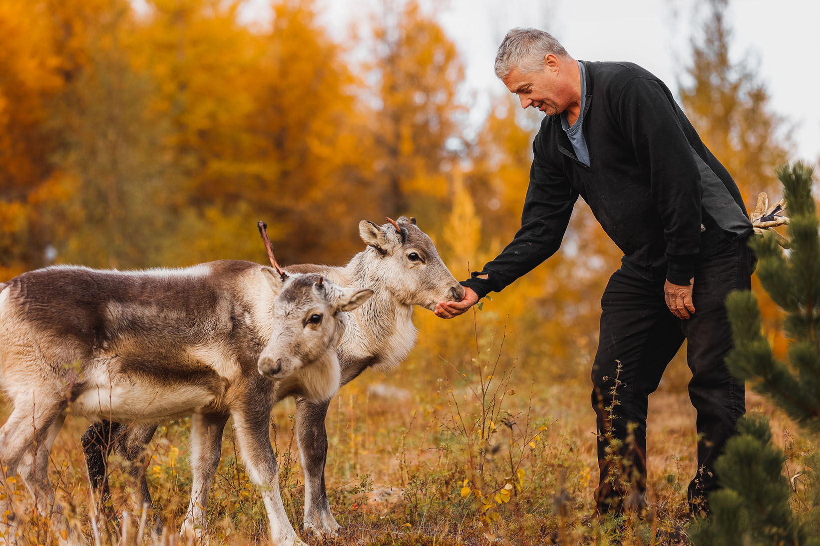 Reindeers being fed at Vinland guesthouse