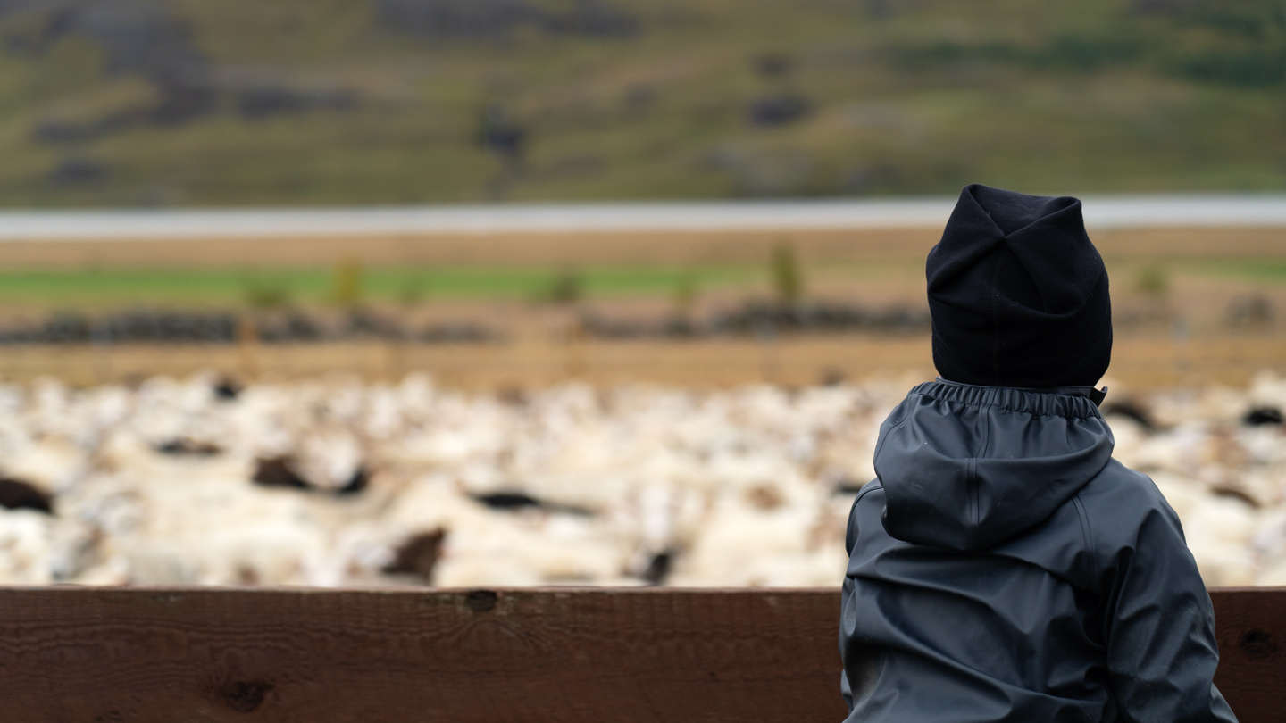 child looking over a flock of sheep in fljótsdalur