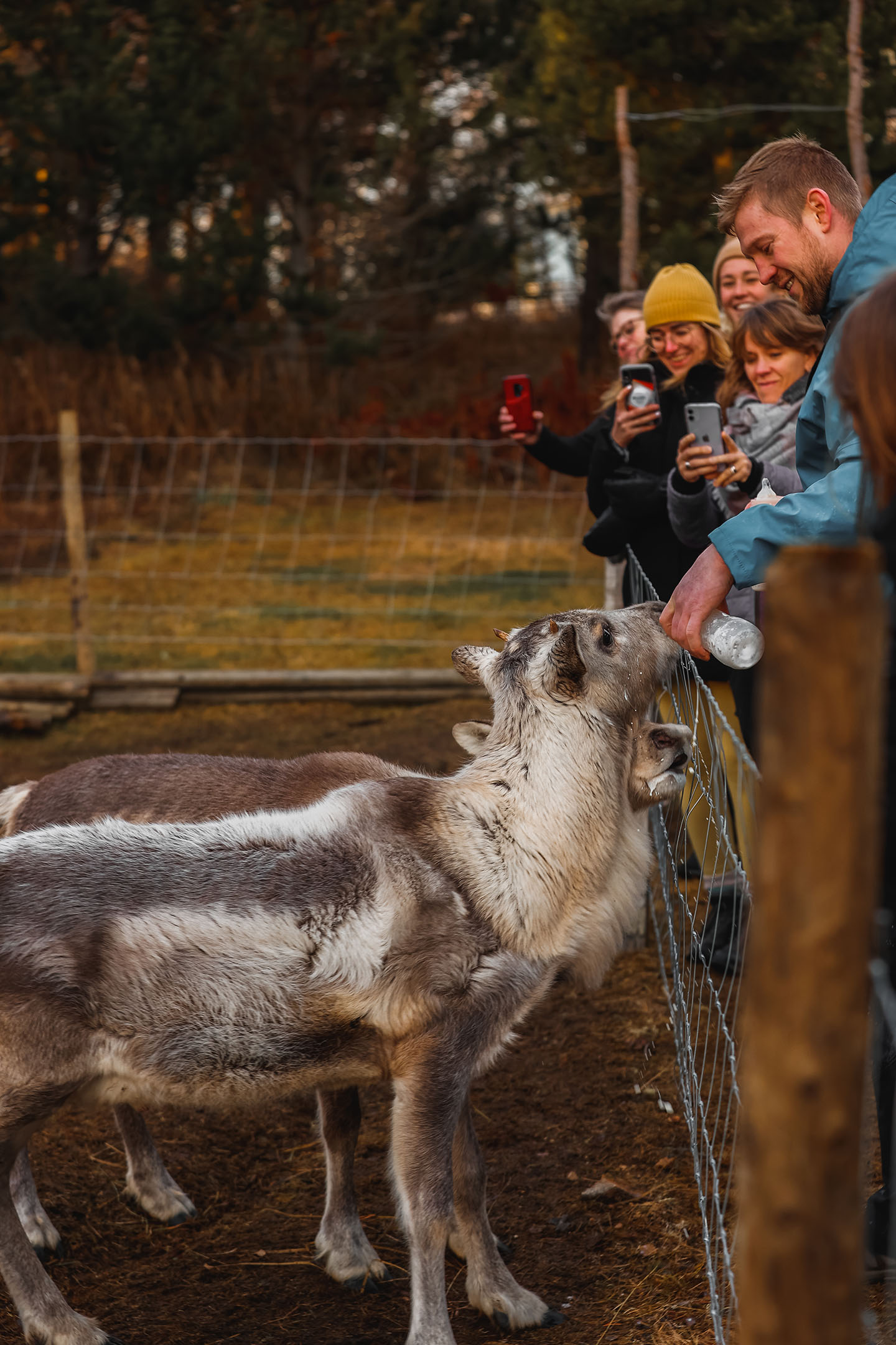 Reindeer calves Garpur and Mosi entertaining guests at Vinland guesthouse.