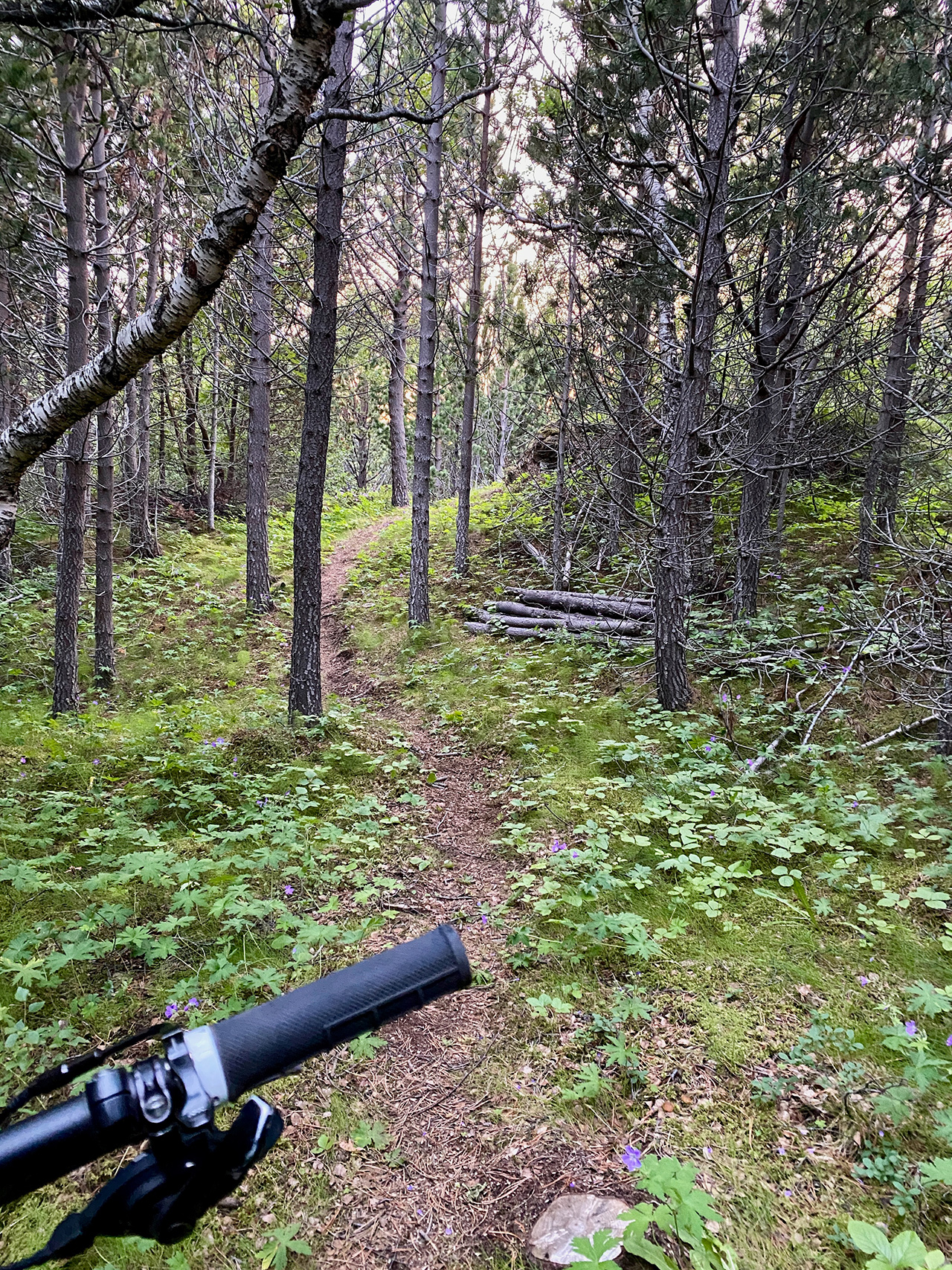 The mountain bikers view of a single track in Hallormsstaðaskógur 