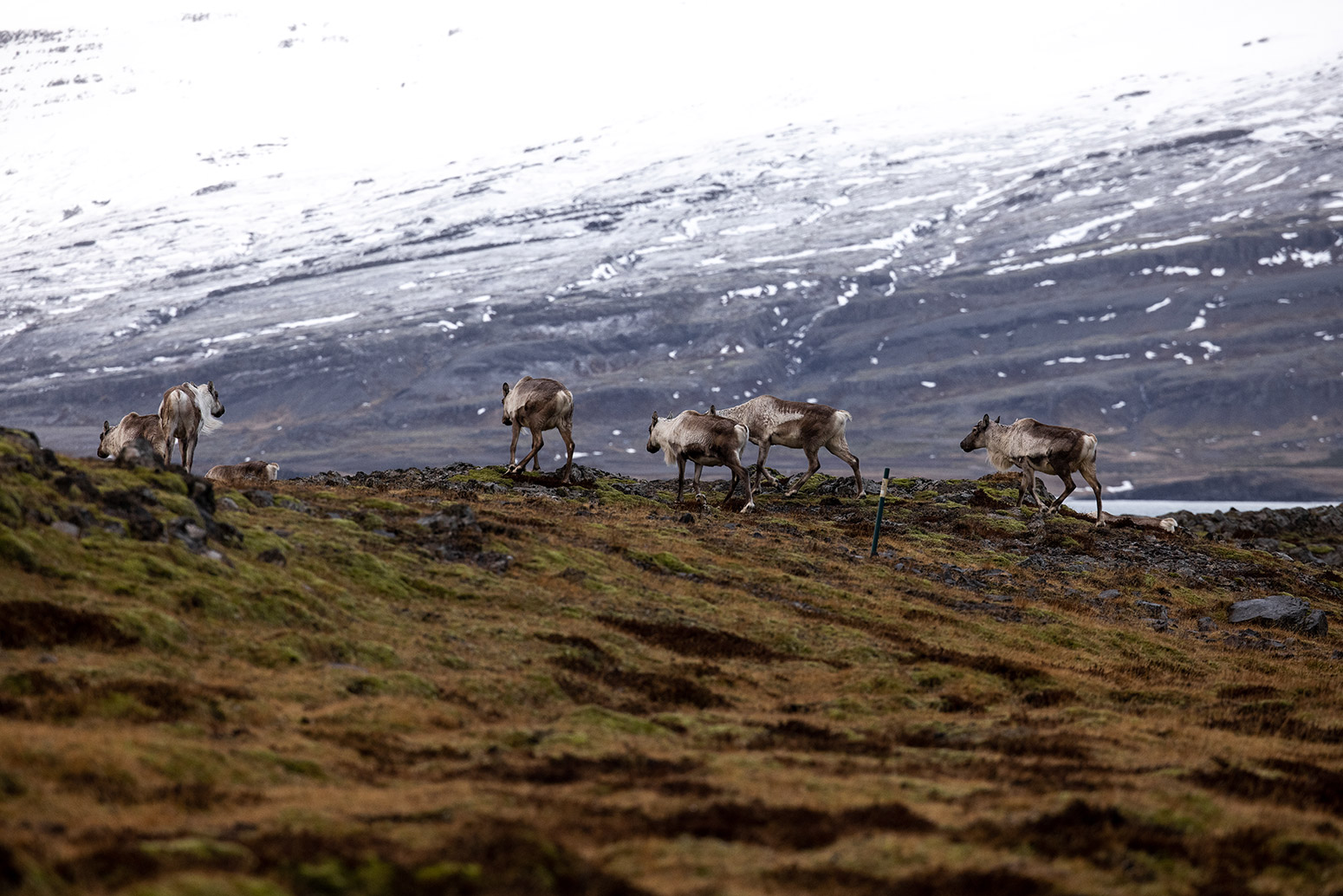 Reindeers roaming free. Photo: Gunnar Freyr Gunnarsson | @icelandic_explorer