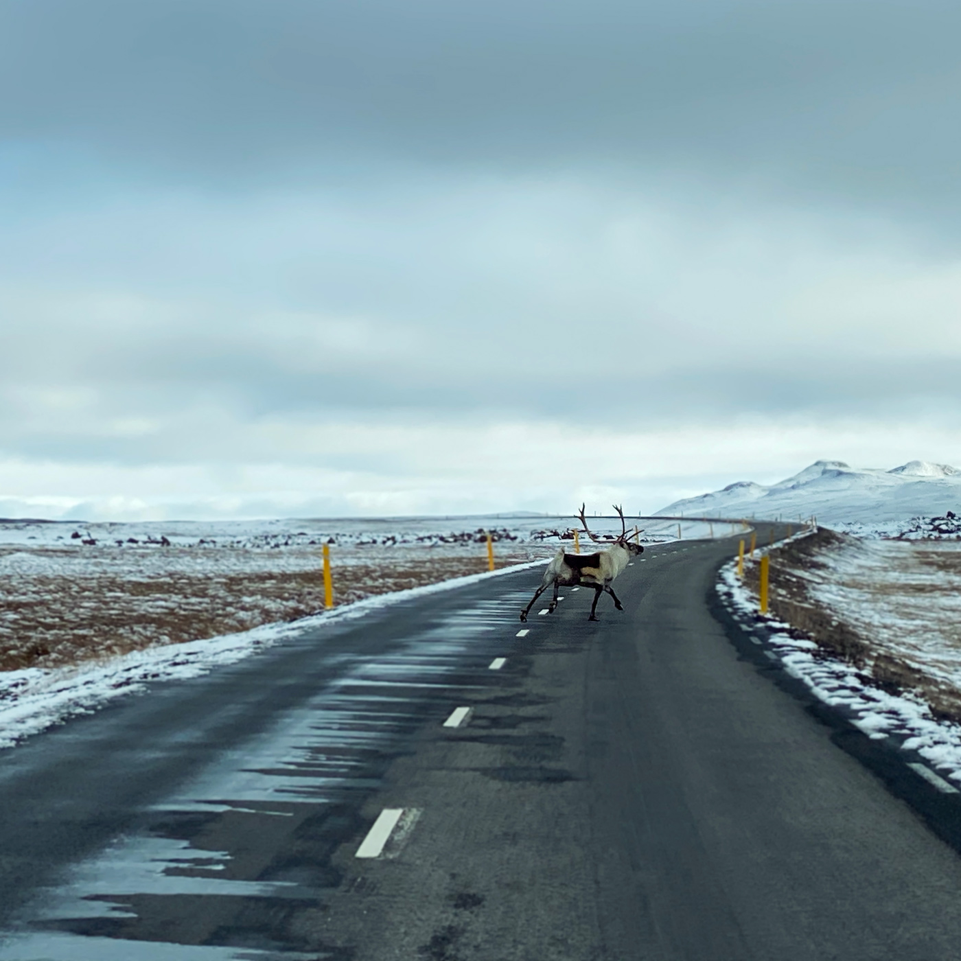 Reindeer on a mountain road