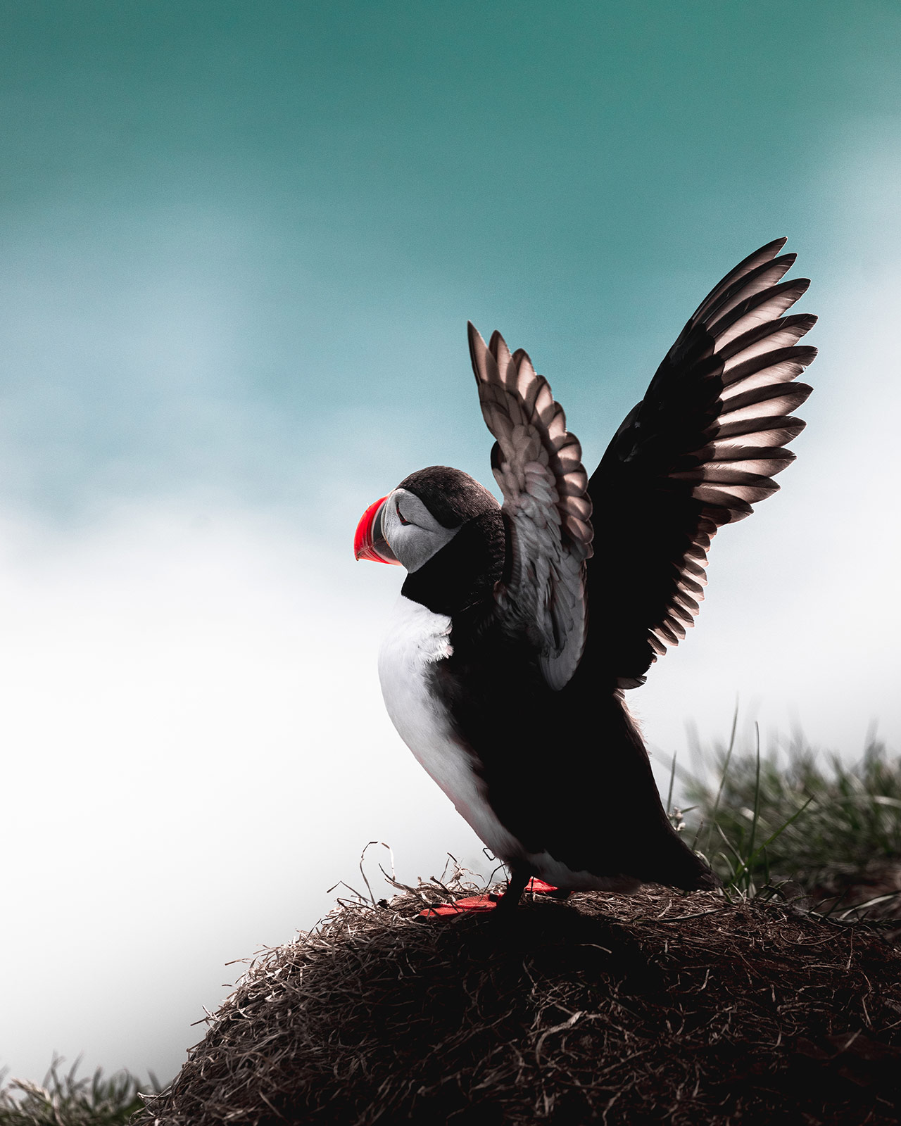 Hafnarhólmi in Borgarfjörður eystri is one of the best places in Iceland to see the puffins.