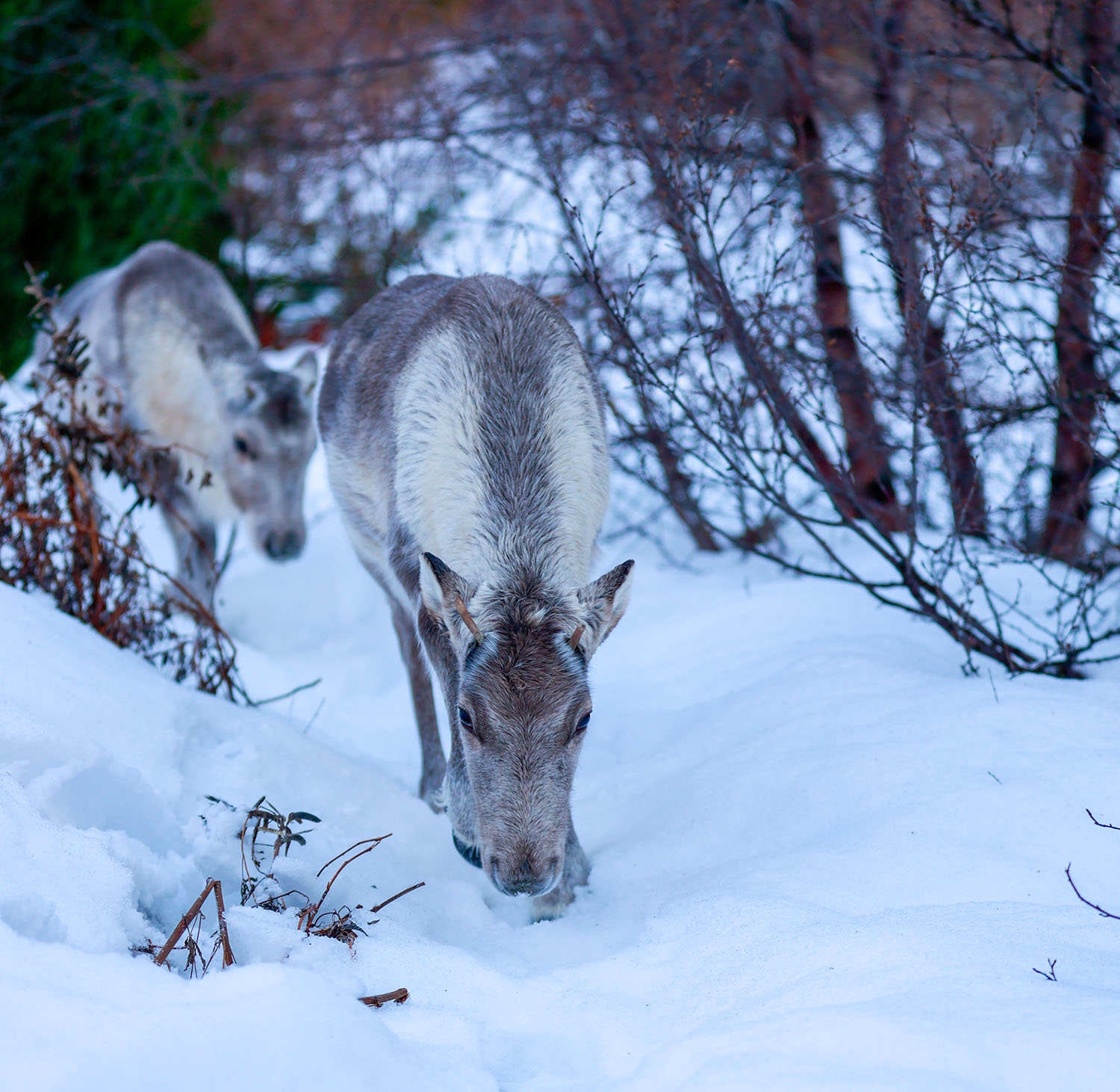 reindeers Garpur and Mosi at Vinland guesthouse