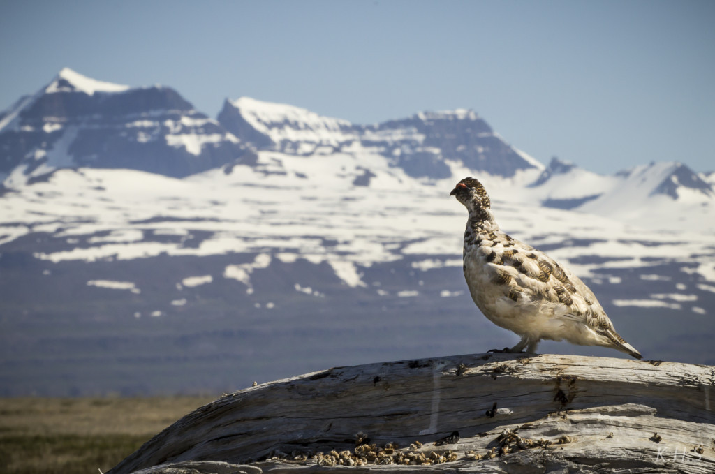 Ptarmigan