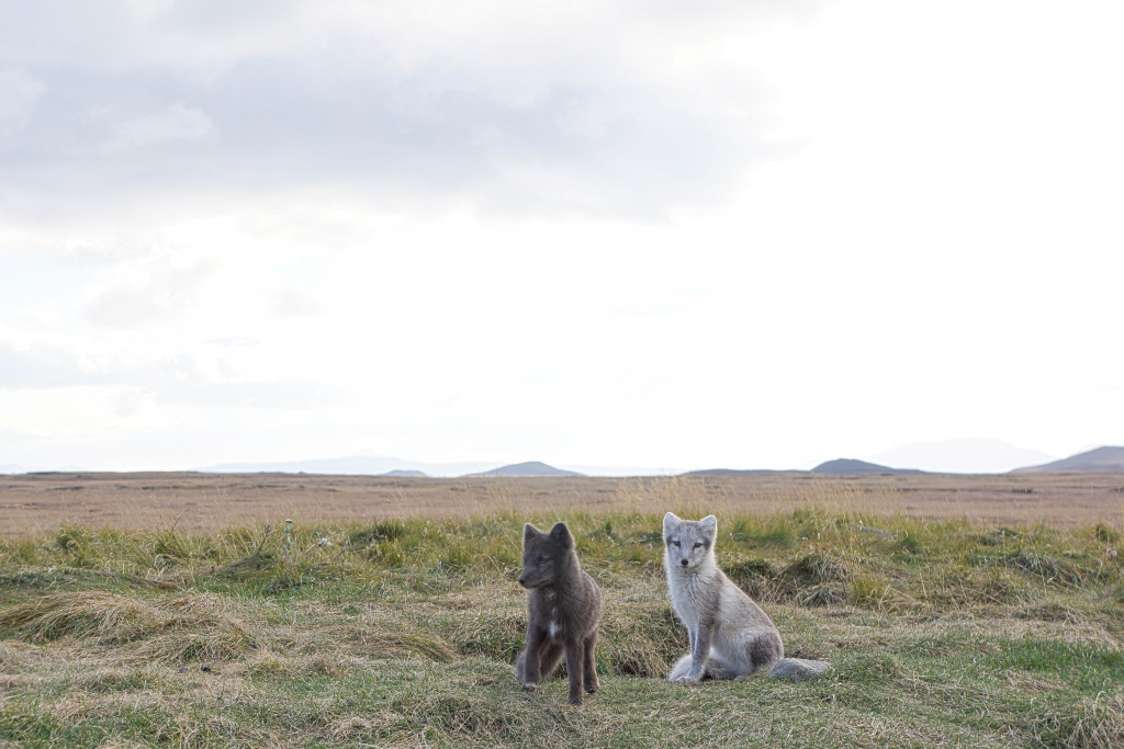 Arctic fox