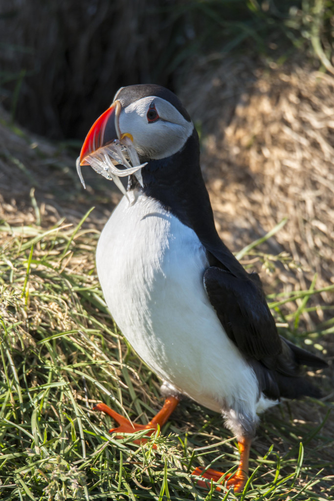 Puffin