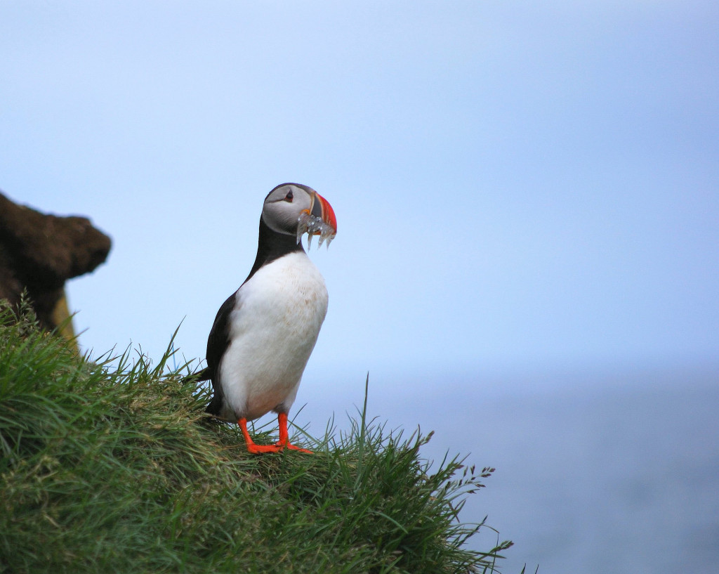 Puffin