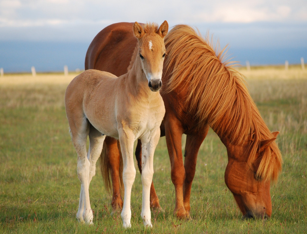 Foal