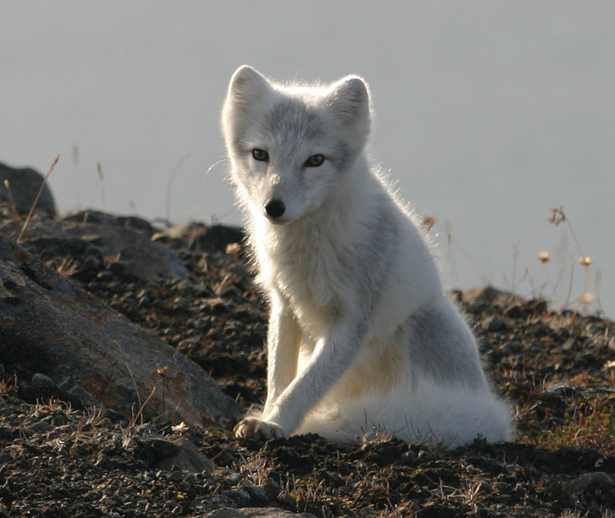 Arctic fox