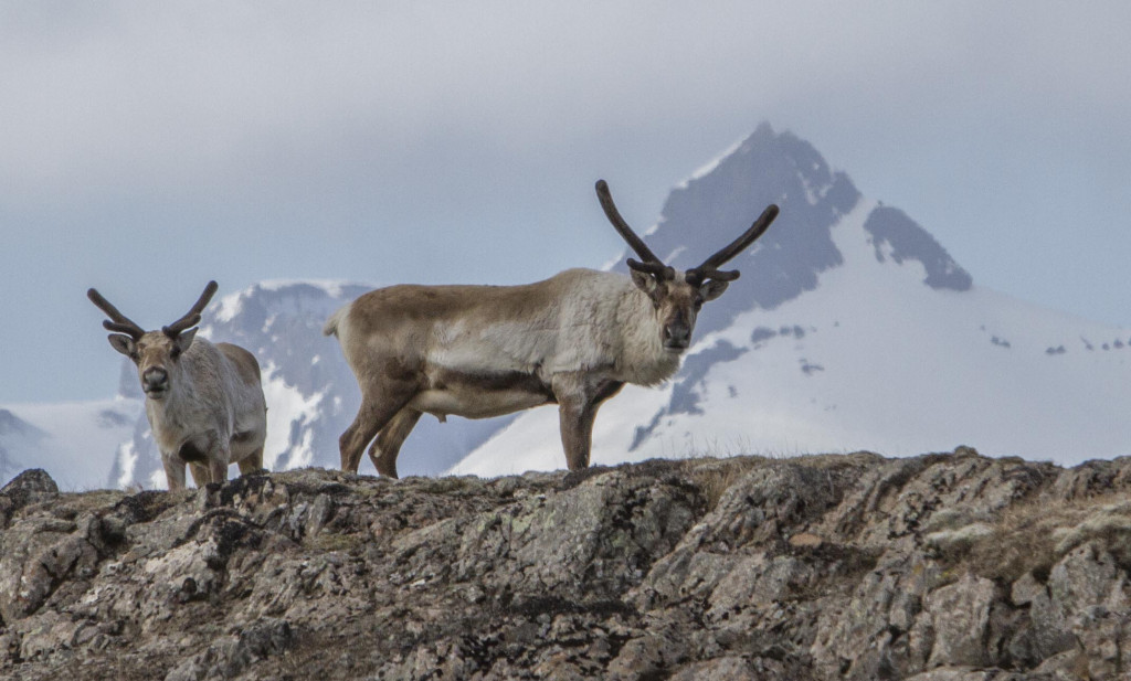 Reindeer