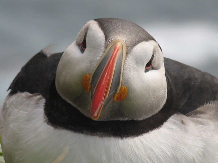 Puffin