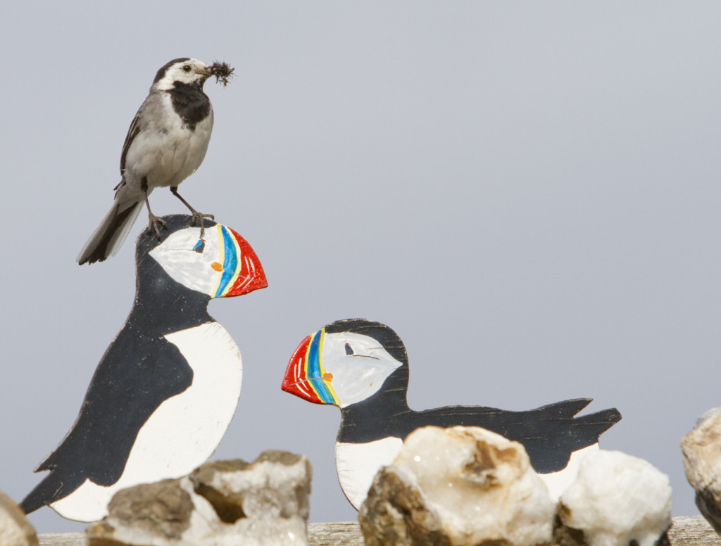 On top of a puffin