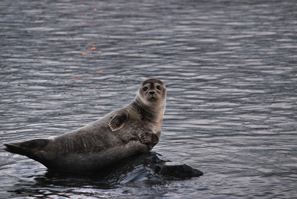 Seals