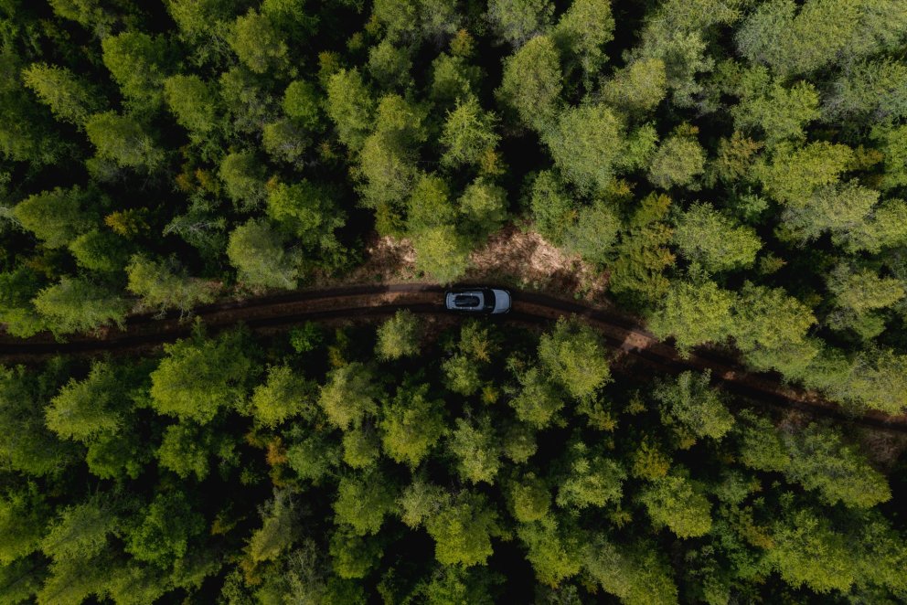 Hallormsstadur forest. Photographer: Gunnar Freyr Gunnarsson