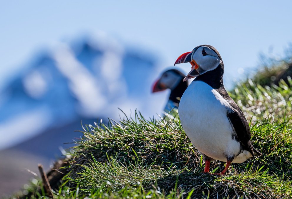 Puffin at Hafnarhólmi Marina in East Iceland. Photographer: Michael Neumann