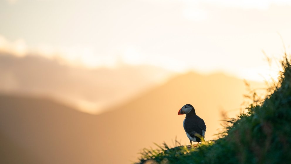 The puffins have arrived! Photographer: Þorsteinn Roy.