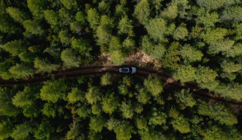 Hallormsstadur forest. Photographer: Gunnar Freyr Gunnarsson