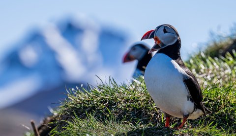Puffin at Hafnarhólmi Marina in East Iceland. Photographer: Michael Neumann