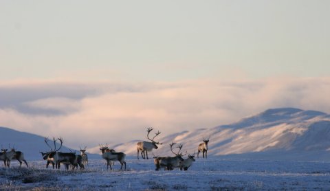Photographer: Skarphéðinn G. Þórisson