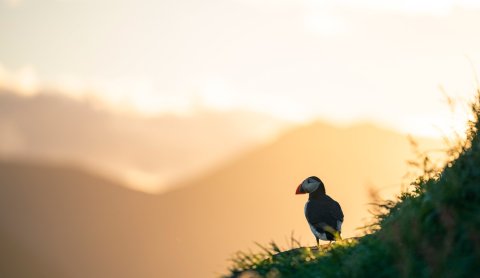 The puffins have arrived! Photographer: Þorsteinn Roy.