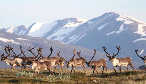 Hreindýr : Skarphéðinn G. Þórsson